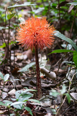 Red flower