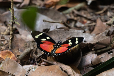 Perseis Mimic Forester (Euphaedra perseis)