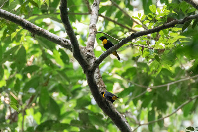 Gola Malimbe (Malimbus ballmanni)