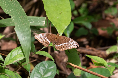 Jodutta Glider (Cymothoe jodutta)