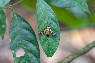 Spledrous Hornet (Euchromia foletti)