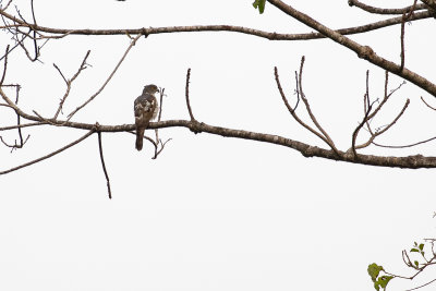 African Cuckoo-hawk (Aviceda cuculoides)