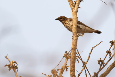 Violet-backed Starling (Cinnyricinclus leucogaster)