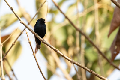 Cameroon Indigobird (Vidua camerunensis)