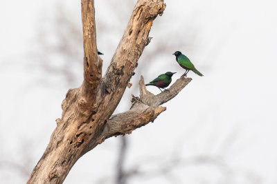 Emerald Starling (Lamprotornis iris)