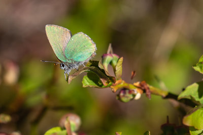 Green Hairstreak (Callophrys rubi)