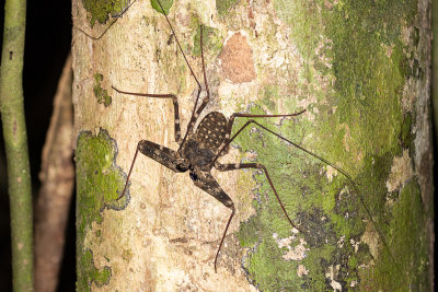 Giant Tailless Whip Scorpion (Damon medius)