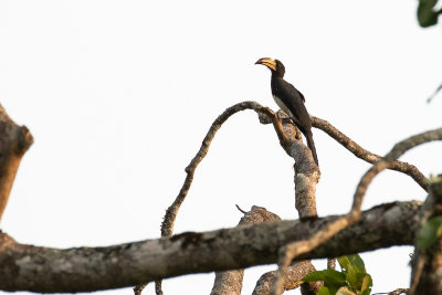 Congo Pied Hornbill (Lophoceros fasciatus)