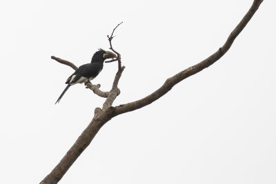 Eastern Piping Hornbill (Bycanistes sharpii)