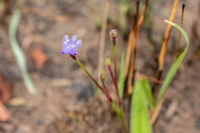 Cyanotis longifolia