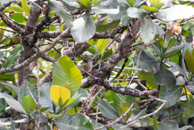 Orange-winged Pytilia (Pytilia afra)