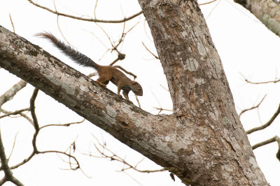 Giant Forest Squirrel (Protoxerus stangeri)