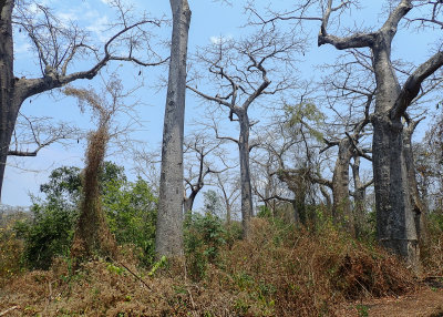 Baobab forest