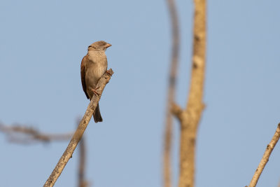 Northern Grey-headed Sparrow (Passer griseus)