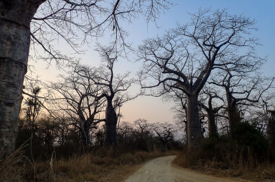 Baobabs at dusk