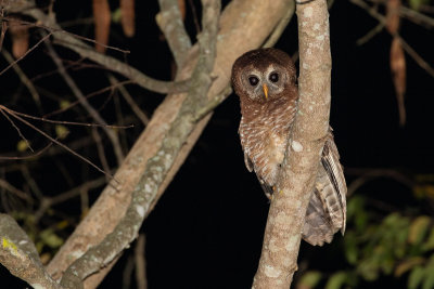 African Wood Owl (Strix woodfordii nuchalis)