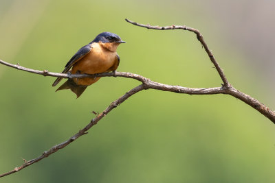 Black-and-rufous Swallow (Hirundo nigrorufa)
