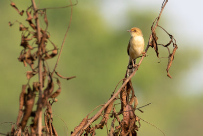 Chirping Cisticola (Cisticola pipiens)