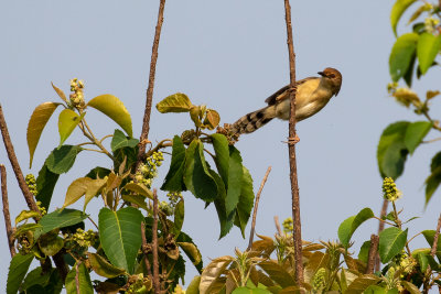 Chirping Cisticola (Cisticola pipiens)