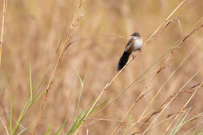 Fan-tailed Grassbird (Catriscus brevirostris alexinae)