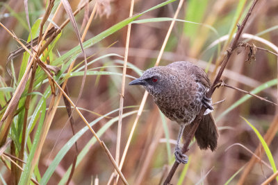 Hartlaub's Babbler (Turdoides hartlaubii)