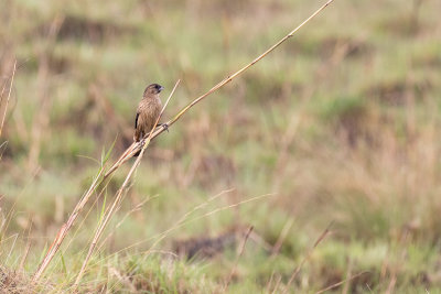 Marsh Widowbird (Euplectes hartlaubi)