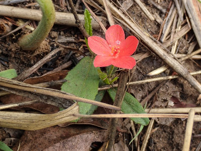 Hibiscus rodanthus