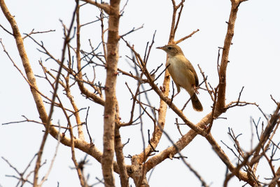 Short-winged Cisticola (Cisticola brachypterus)