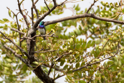 Oustalet's Sunbird (Cinnyris oustaleti)