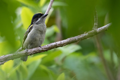 Western Tinkerbird (Pogoniulus coryphaea angolensis)
