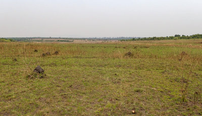 Wet grasslands