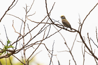 Grey Penduline Tit (Anthoscopus caroli ansorgei)