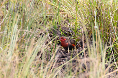 Locust Finch (Paludipasser locustella uelensis)