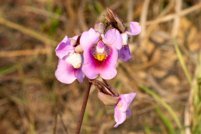  Blunt Spurred Ground Orchid (Eulophia cucullata)
