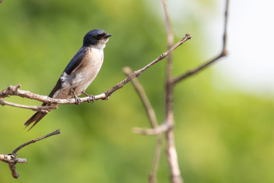 Pearl-breasted Swallow (Hirundo dimidiata marwitzi)