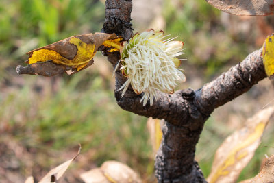 Protea gaguedi