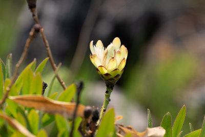 Protea gaguedi
