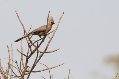 Grey Go-away-Bird (Corythaixoides concolor)