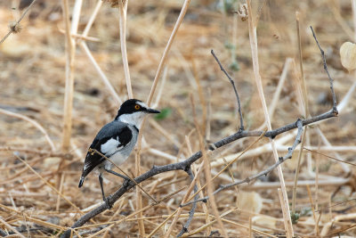 Ground Batis (Lanioturdus torquatus)