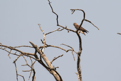 Red-necked Buzzard (Buteo auguralis)