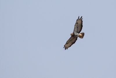 Red-necked Buzzard (Buteo auguralis)