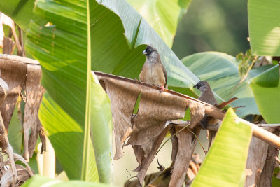 Speckled Mousebird (Colius striatus)