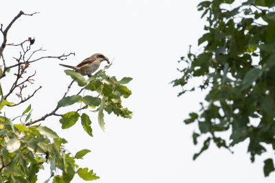 Souza's Shrike (Lanius souzae)