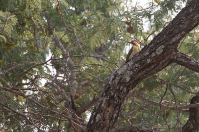 Bennett's Woodpecker (Campethera bennettii capricorni)