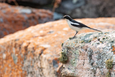 Angolan Cave Chat (Cossypha ansorgei)