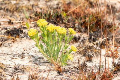 Gnidia kraussiana