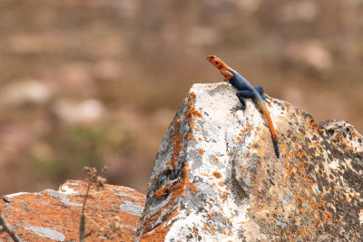 Namib Rock Agama (Agama planiceps)