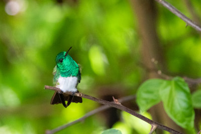 Snowy-bellied Hummingbird (Amazilia edward)
