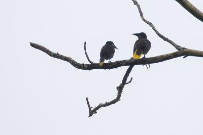 Black Oropendola (Psarocolius guatimozinus)