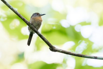 Grey-cheeked Nunlet (Nonnula frontalis)